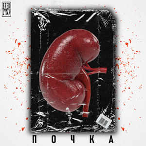 Почка