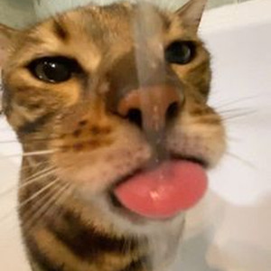 Guddi Riddim (slowed)