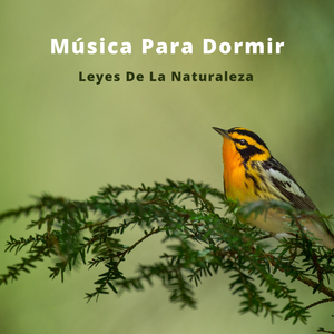 Razón Tranquilizante