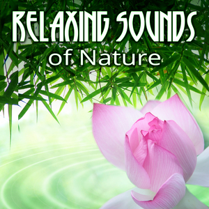 Wellnes (Music for Sleeping)