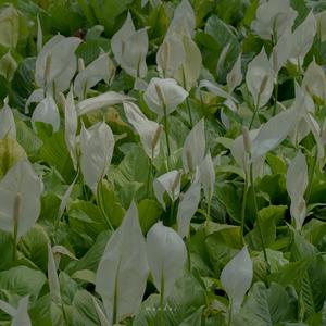 刻在我心底的名字（翻自 卢广仲）