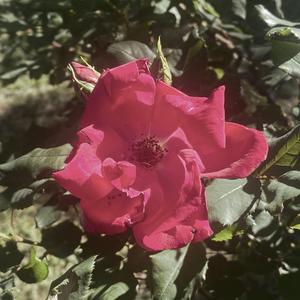 Arcadia for Amateurs