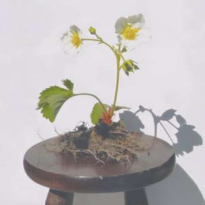 生きてたいんだ