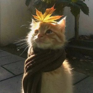 承诺是烟火 美在坠落那一刻