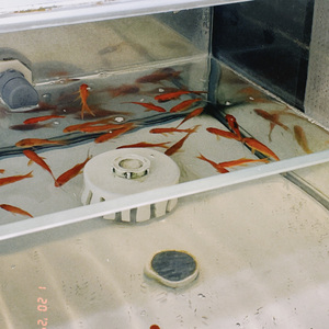 祝你爱我到天荒地老 （片段）