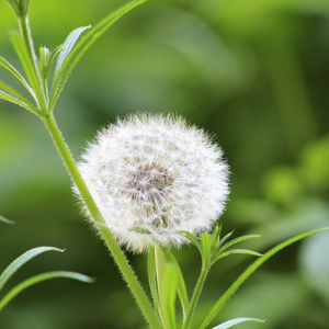 聆听自然缓解压力 (放松纯音乐)