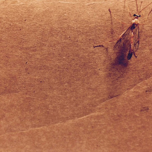 Uroplatus Phantasticus