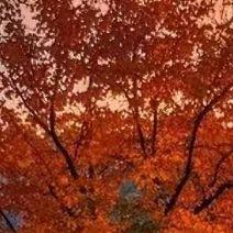 山楂树之恋DJ版