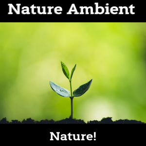 llluminous, Night Sounds