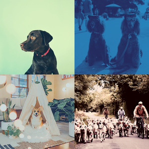 有趣可爱的狗情怀