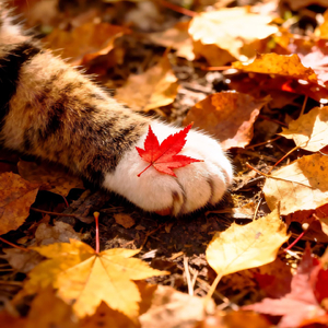 你的城市又下雨