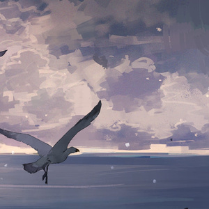 海鸥