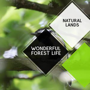 Scarlet Northen Flicker