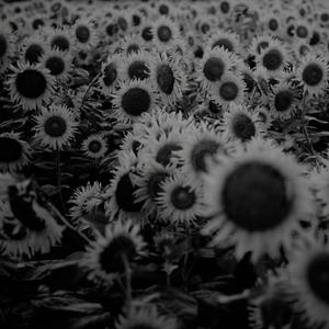 黄金の彼方 - Golden Horizon - (Remix ver.)