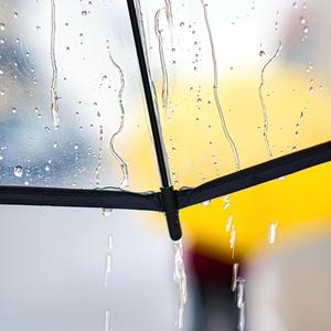 ดอกไม้ สายฝน คนเหงา