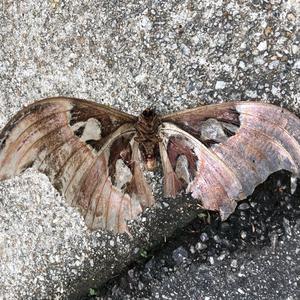 recharge (roaches)