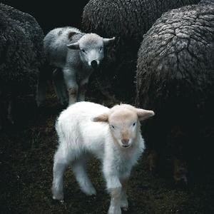 Counting Sheep