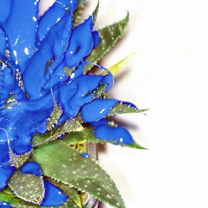 Everything Has Grown