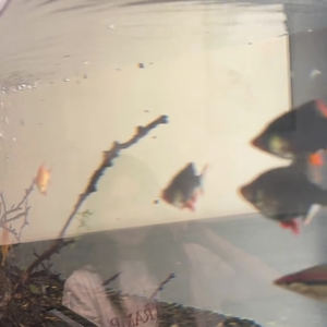 คนนั้นต้องเป็นเธอ（那人一定是你）