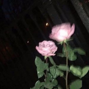 不见不离开（女生版）