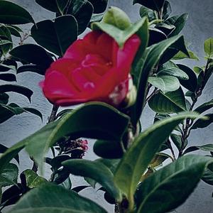 为你作的歌（prod by Burger)