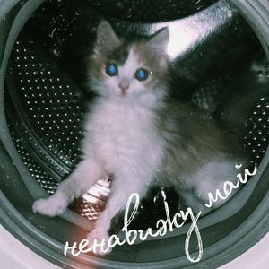 веревка