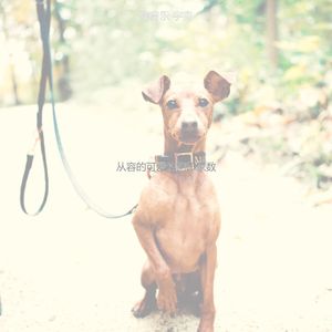 诗意的孤独的狗节奏