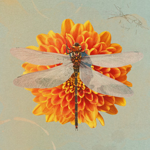 COZIVA (Instrumental)