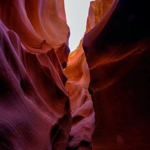 《竖琴轻吟萌宠治愈之境》