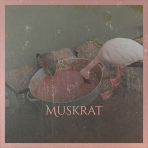 Muskrat