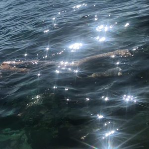 我的夏天夭折了(Demo)