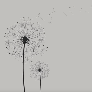 云与蒲公英-伴奏-降key