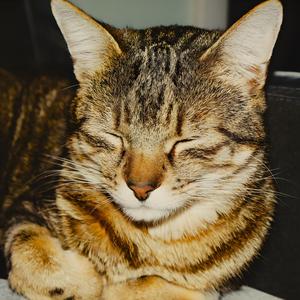 Composition #1 (I love you Isabella )