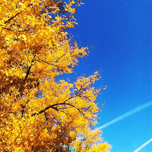 Де моя осінь