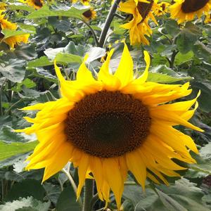 爱恋时光 - 十四