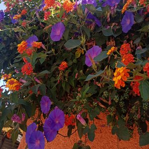 Amor Prohibido_ Siempre Volveremos