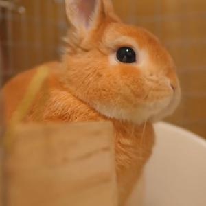 魔法少女とチョコレゐト