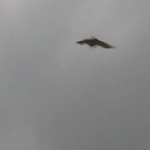 Fade To Black (Live Cunning Stunts)