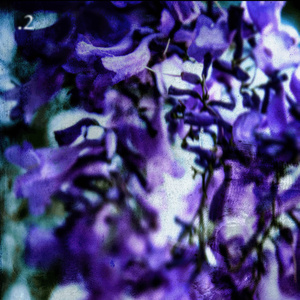 Jacarandas