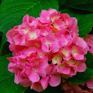 빨강 제라늄 Geranium