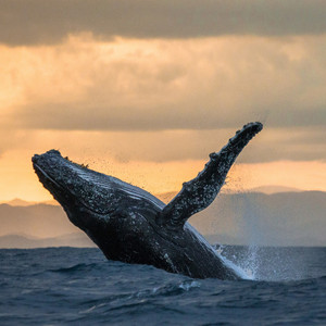 竹影轻摇 (钢片琴)