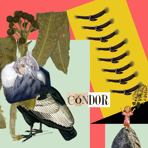 Cóndor