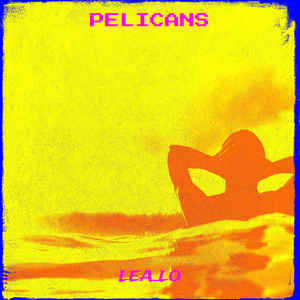 Pelicans