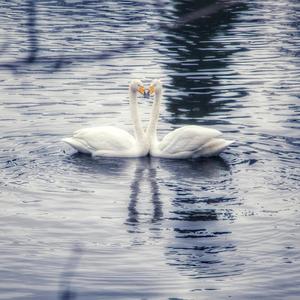 Kesäyöhön kuljetaan