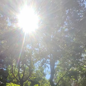 森林下雨纯音乐