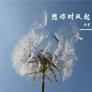 想你时风起