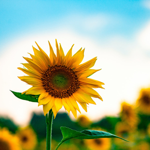 月光下的云海 (睡前轻音乐钢琴曲)