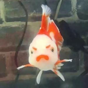 TO YSQ 「ᵖʳᵒᵈ ᵐᵒᵒⁿᵛⁱᵇᵉ ᵇᵉᵃᵗ」