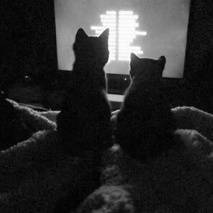 ᳐猫猫列车 ᳐੭ﾞ