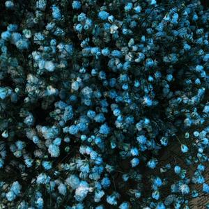 一颗会开花的树（翻自 谢春花）